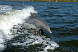 Tursiops_truncatus_01.6711428d3b92a
