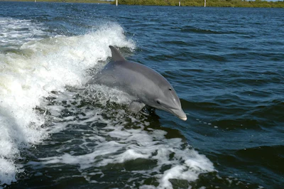 Tursiops_truncatus_01.6711428d3b92a