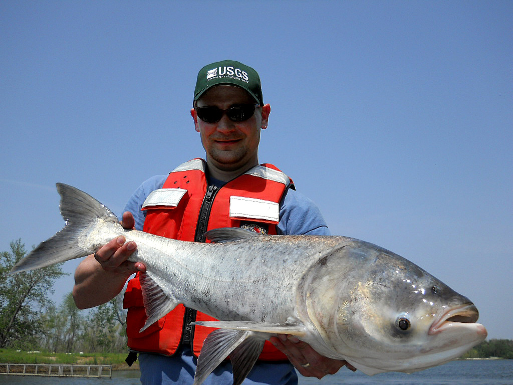 Bighead_Carp_(13103179035)