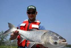 Bighead_Carp_(13103179035)
