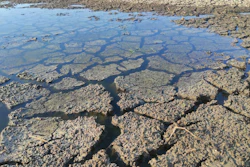 Lake Corpus Christi drought – Credit Getty Images