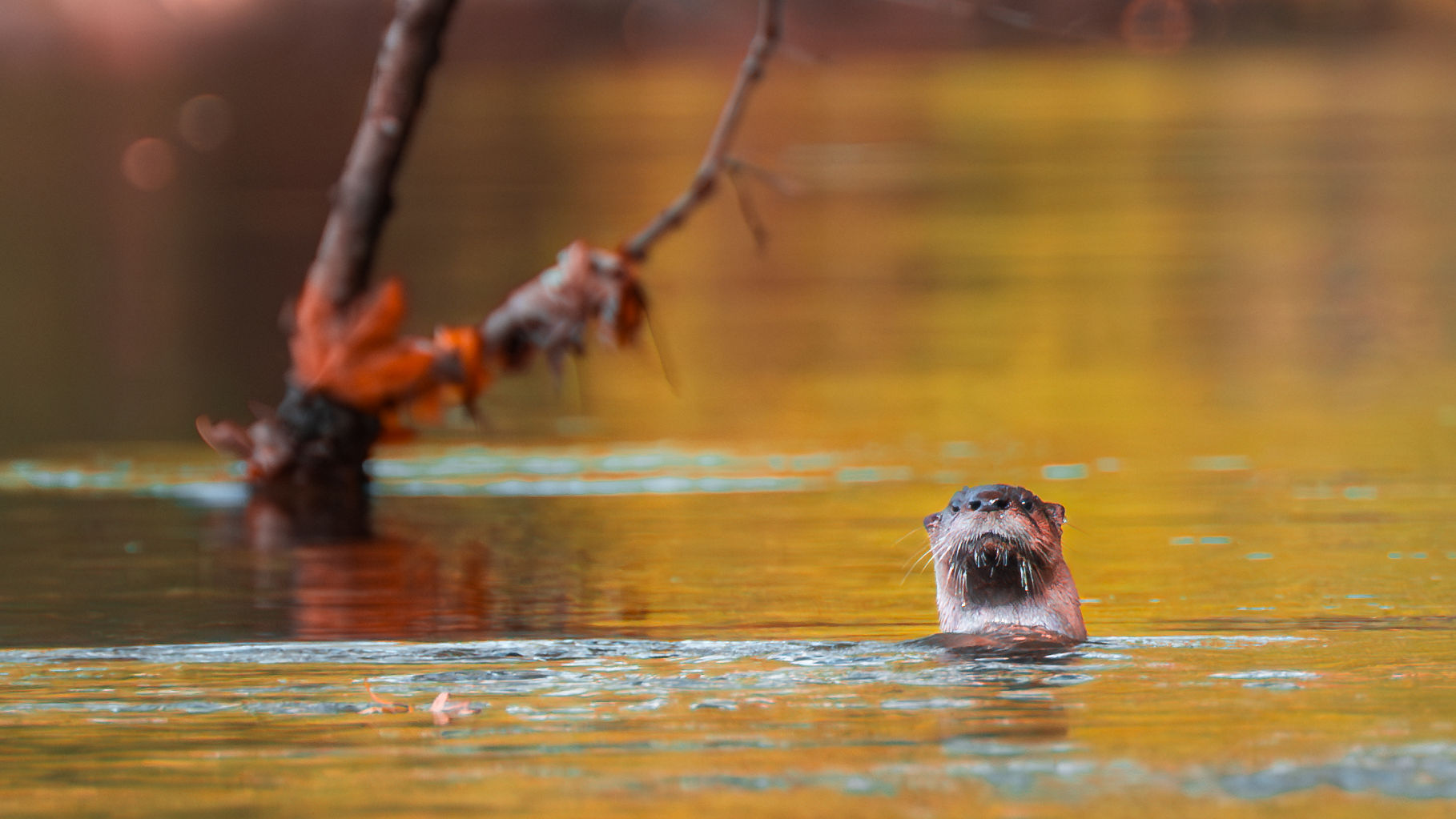 Water Daily Otter Cred Daniel Woody Photography