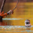 Water Daily Otter Cred Daniel Woody Photography