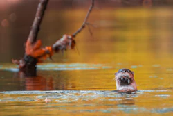 Water Daily Otter Cred Daniel Woody Photography