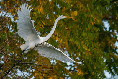 White River Wildlife 7 Cred Daniel Woody Photography